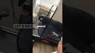 This black Labrador will out work you dogsofyoutube jerandjess dogpacertreadmill [upl. by Armillia]