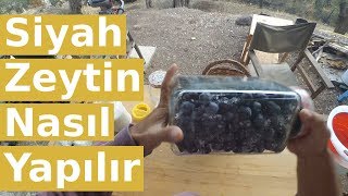 Siyah Zeytin Nasıl Yapılır [upl. by Sybil]