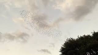 The Murmuration of Starlings  Mt Olivet Cemetery San Rafael CA December 27 2020 [upl. by Grantley]