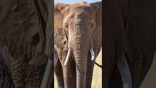 Elephants Never Forget The Incredible Memory of Giants [upl. by Australia]