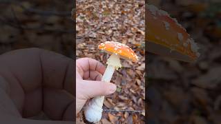 La toxicité par contact champignon educatif apprendresuryoutube mycologie amanitetuemouche [upl. by Hummel]