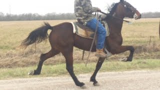 Sold  Genesis  Standardbred Trotter Filly Rosharon Tx [upl. by Yttam]