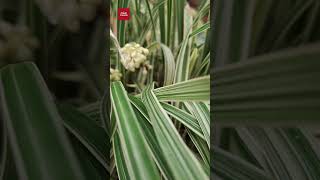 Variegated Mondo Grass  Ophiopogon Jaburan shorts plants flowers gardening 2024 [upl. by Merkle834]