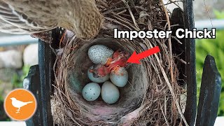 Finch Nest Parasitized by Cowbird [upl. by Yenreit882]