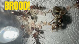 So much brood  Iridomyrmex purpureus update [upl. by Dlorah]