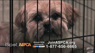 aspca commercial let me hold you [upl. by Humphrey]