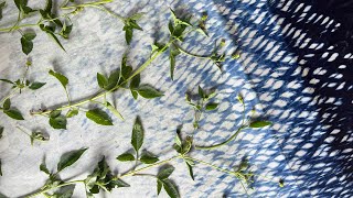 Natural Printing with Wild Leave Bidens Pilosa For Beginner [upl. by Nitsew]