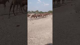 Camel animals reening camel virl shortvideo [upl. by Harrus243]