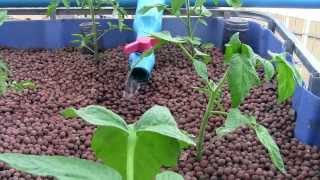 Aquaponics vs Hydroponics [upl. by Rodama]