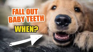 🦷 When Do Dogs BABY TEETH Fall Out 🐶 [upl. by Ardine]