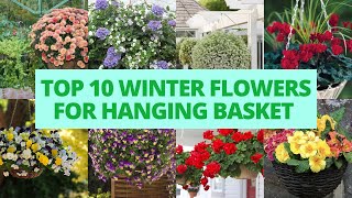 Top 10 winter flowers for hanging basket [upl. by Gustavo783]