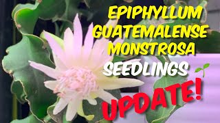 122 Epiphyllum guatemalense monstrosa  Seedling Update [upl. by Gail]