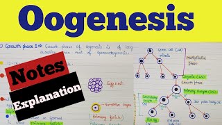 What is oogenesis  Oogenesis class 12  Oogenesis notes  Oogenesis process  Human reproduction [upl. by Katsuyama]