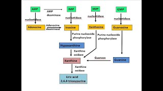 Catabolism purines Nucleotide 5 [upl. by Woodley222]