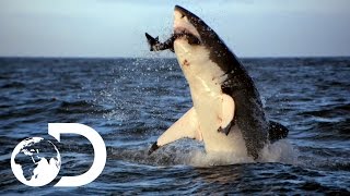 Incredible Footage of Sharks Leaping Out the Water [upl. by Julienne569]