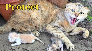 Wild Cats Fierce Defense Using Sharp Claws to PROTECT Her Kittens Our Unforgettable Encounter [upl. by Letrice]