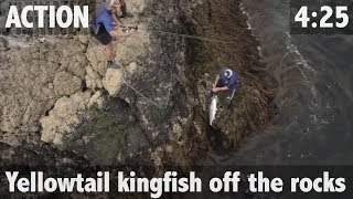 YELLOWTAIL KINGFISH OFF THE ROCKS [upl. by Mellitz]