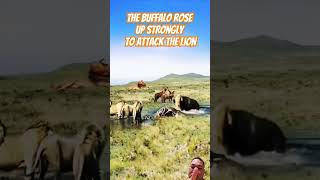 The buffalo rose up strongly to attack the lion  buffalo lion luonattack buffaloattack animals [upl. by Forrer930]