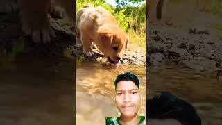 Kutta ka cute baccha Pani Pi raha hai [upl. by Sirob]