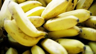 Bananas Under Threat From Panama Disease  Behind the News [upl. by Hedges]