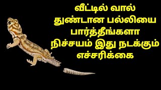 வீட்டில் வால் துண்டான பல்லியை பார்த்தீங்களா  நிச்சயம் இது நடக்கும்  எச்சரிக்கை  pallivilumpalan [upl. by Iznik]