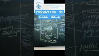 Formation of CELL PLATE  CELL WALL  cytology shorts viralshorts education [upl. by Anih]