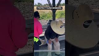 These are the brave and heroic farm workers at the front lines of extreme heat these workers faces [upl. by Pack]