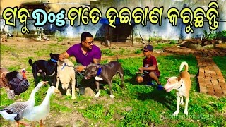 ଚାରିଟା Dog 🐕 mote ହଇରାଣ କରିଦେଉଛନ୍ତି  Labrador dog Odisha  pitbul dog Odisha  kukuda farm [upl. by Nytsud]