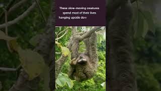 Three  Toed Sloths Are Fascinating Creatures [upl. by Ball]