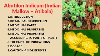 Abutilon Indicum Indian Mallow – Atibala Kangi Plant explain in detail [upl. by Ainak]