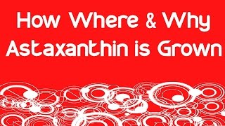 How Where amp Why Astaxanthin is Grown [upl. by Domenic]