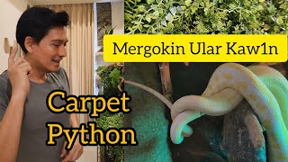 Mating Snake  Ular Kesayangan Belajar Kaw1n  Albino Carpet Python [upl. by Siraf]