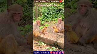 Kon bhala is duniya mein maa ki jagah le saka ❤️ shortsmaa trending monkey Animalsmoments5 [upl. by Aicak424]