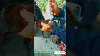 Rescuing an Injured Puppy with Maggots  Street Treatment for a Brave Little One 🐾 shorts [upl. by Drhacir]