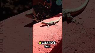 The way lizards autotomize their tails viralshorts tails [upl. by Pietro]