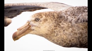 Giant Petrel on the Flock to Marion 2022 [upl. by Roye988]