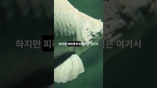 🐠 피라루쿠 아마존의 수중 공룡을 만나보세요 🦖 피라루쿠 아마존 세계최대담수어 [upl. by Audrie]