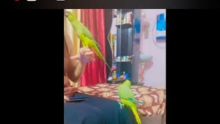 parrot TuuTuu got jealous funtu parrot new viral videoviralparrotviralvideo youtubefunnyyt [upl. by Harding]