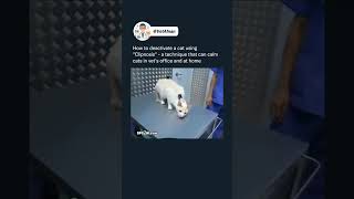 Cat Restraining Technique  Cat treatment  Cat Video cat catvideos funnycat catshorts catlover [upl. by Seigel300]