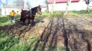 Plowing Land by Horse on the Markow Farm in Europe [upl. by Kassandra]