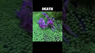 Purple Porcelain Crabs  FIGHTING To The DEATH 😥 [upl. by Yenitsed241]