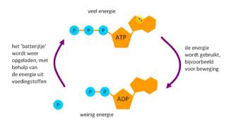 4H  Nectar  H5  Energie opslaan en gebruiken [upl. by Elocal]