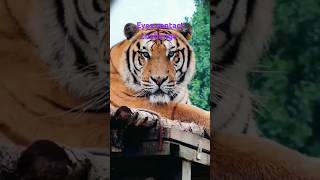 tiger🔥🔥wildlife lionhunt animals lionhunter shortvideo leopard viralvideo youtubeshort cat [upl. by Nivi]