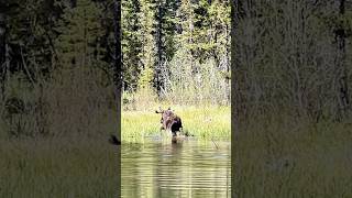 Splashes and Strides The Moose Exits the Lake grandtetonnationalpark [upl. by Asfah]