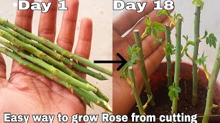 Easy way to grow rose from cutting How to grow rose plant from cutting with English subtitles [upl. by Kassity]