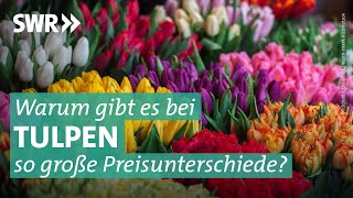 Tulpen Qualität und Preise 2023  Marktcheck SWR [upl. by Allimac]