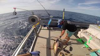 BIG EYE  YELLOWFIN TUNA FISHING New England  Greenstick Fishing  Ep 12 [upl. by Halyak]