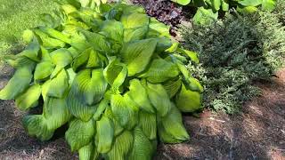 Hosta Walk June 2022 [upl. by Ealasaid]