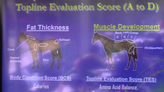 Body Conditioning Score VS Topline Conditioning Score in horses [upl. by Arykahs723]