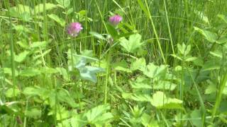 Exkursionen NRW 40  Trifolium pratense WiesenKlee [upl. by Nanette186]